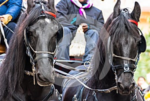 Horses pulling the car, head image, on the Three Tombs of Igualada festival photo